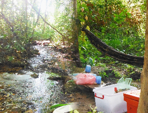 Jungle cooking class while trekking  in Cambodia