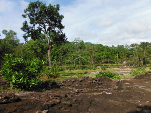 One of Angkor Wat temple in nature with big tree with scaffolding
